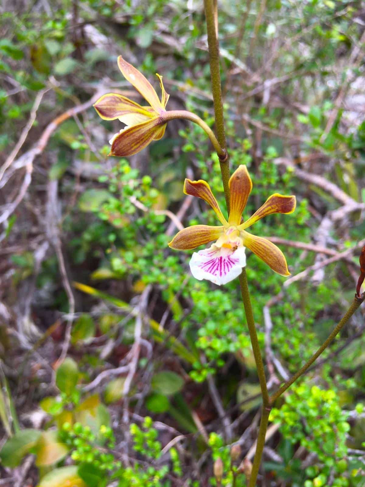 Blooming Orchids in Andros, The Bahamas