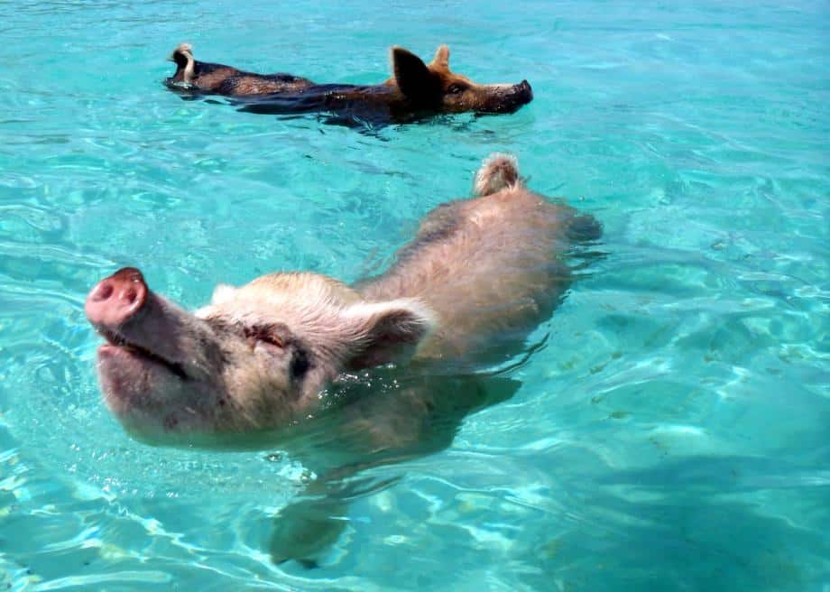 The Bahamas Bucket list - Swimming with the pigs