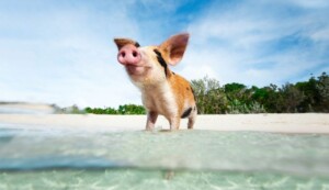 Island Hopping Exuma Swimming Pigs
